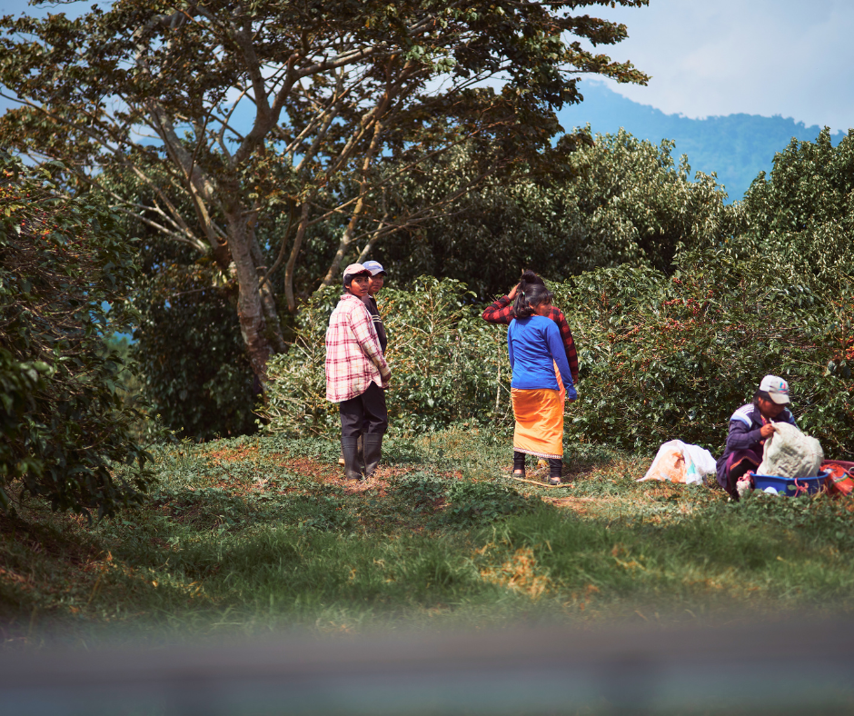 un cueilleur de café à boquete, panama