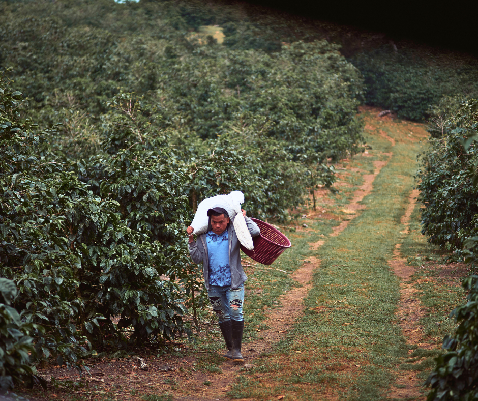 un cueilleur de café à boquete, panama