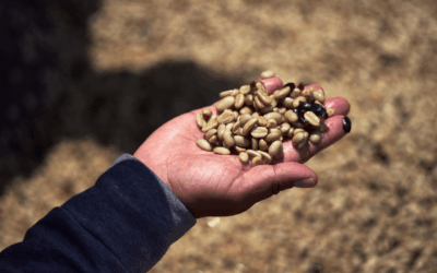 Panama : quand le café vaut plus que l’or